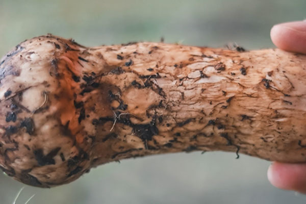 松茸被國家視為幾級(jí)保護(hù)物種，松茸曬干后怎么會(huì)發(fā)黃