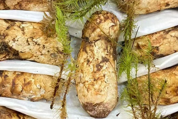 松茸被列為瀕危物種的原因，松茸冰凍最長可保存多久