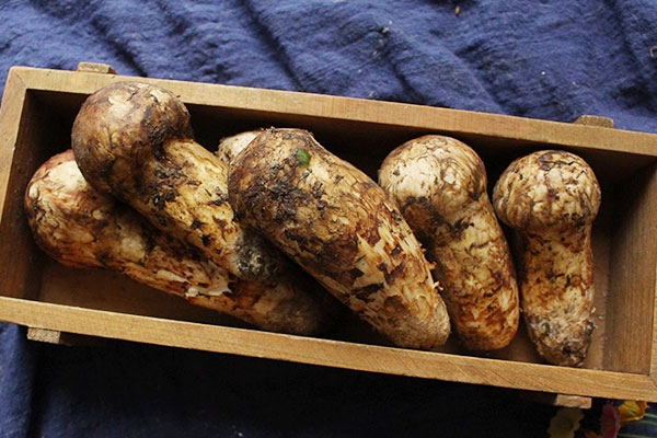 松茸為什么成為瀕危物種 松茸為什么成為瀕危物種