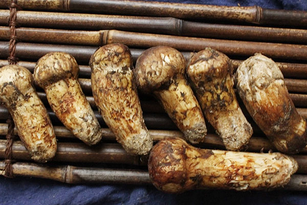 松茸抽真空可以保存多久 松茸抽真空可以保存多久