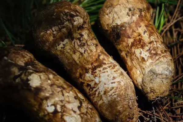 松茸可以真空保鮮嗎 松茸可以真空保鮮嗎