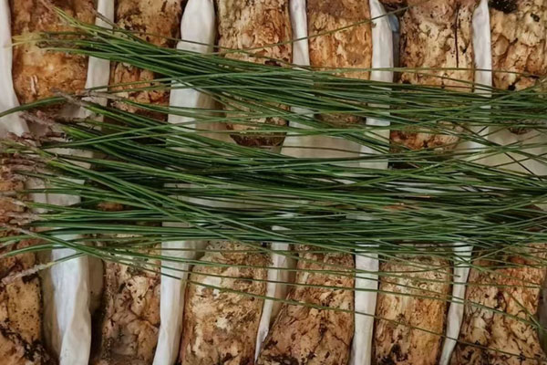 松茸要長幾年才能長大 松茸要長幾年才能長大