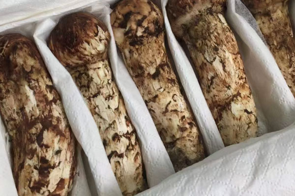 香格里拉松茸什么時(shí)候結(jié)束 香格里拉松茸什么時(shí)候結(jié)束