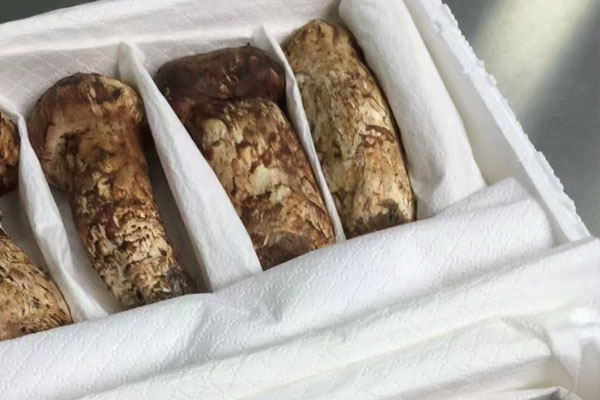 全世界都有野生松茸嗎 全世界都有野生松茸嗎