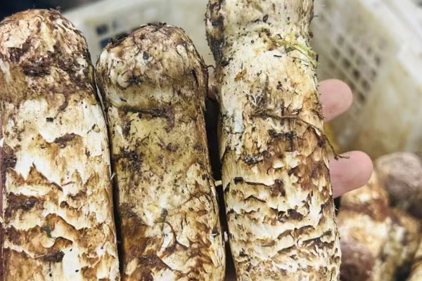 哪里可以買到松茸 哪里可以買到松茸