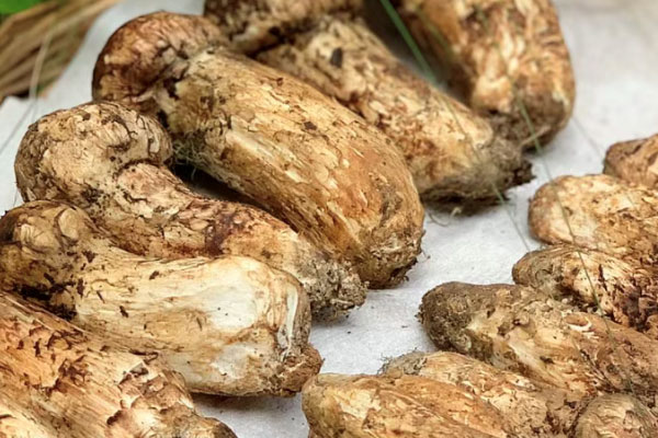 松茸產(chǎn)量最多的月份，香格里拉松茸是人工種植的嗎