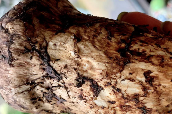 香格里拉松茸是人工養(yǎng)殖的嗎 香格里拉松茸是人工養(yǎng)殖的嗎