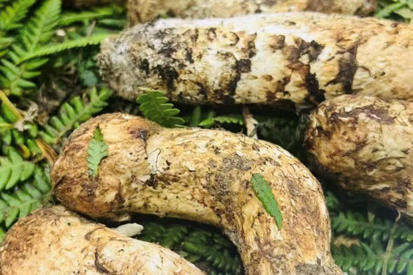 四月份有新鮮松茸嗎 四月份有新鮮松茸嗎