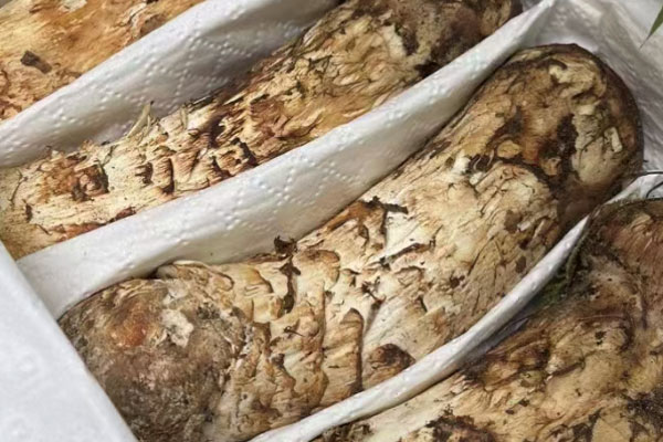 松茸什么時(shí)候成熟上市 松茸什么時(shí)候成熟上市