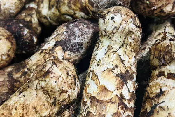 松茸可以直接吃嗎，松茸可以整個(gè)煮嗎