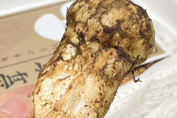 香格里拉松茸什么時(shí)候最便宜，香格里拉松茸可以直接吃嗎
