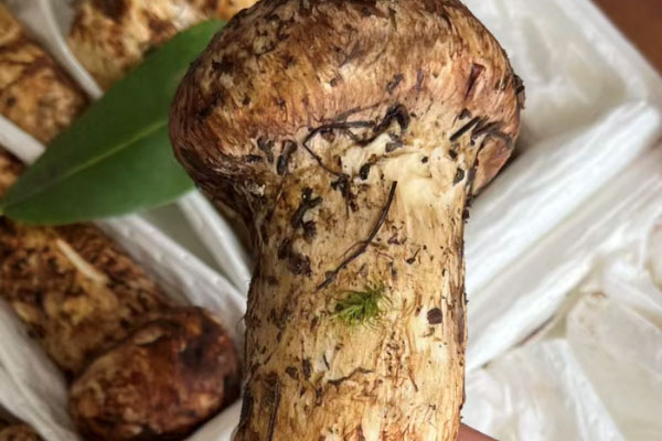 松茸能整個泡水喝嗎 松茸能整個泡水喝嗎