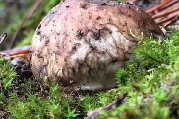 松茸有助于睡眠嗎 松茸有助于睡眠嗎