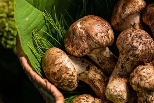 松茸是不是藥材 松茸是不是藥材