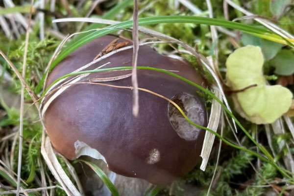 小孩子吃牛桿菌會(huì)流鼻血么 小孩子吃牛桿菌會(huì)流鼻血么