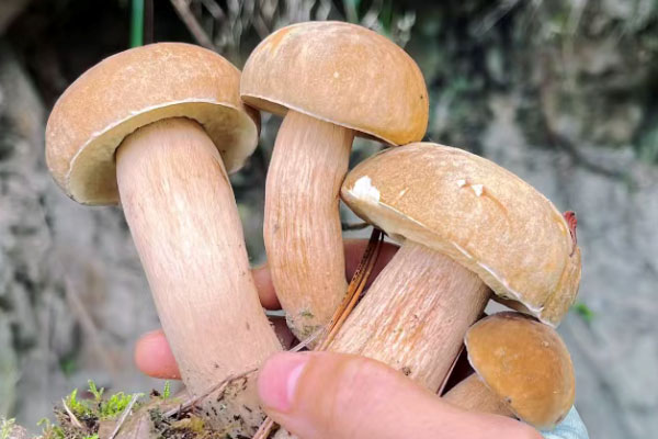 牛肝菌沒煮熟會不會中毒 牛肝菌沒煮熟會不會中毒