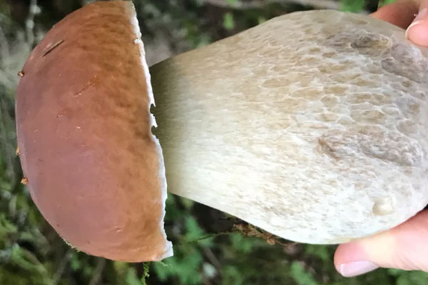 野生牛肝菌是不是滑滑的 野生牛肝菌是不是滑滑的