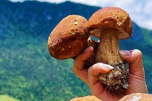 牛肝菌為什么那么貴，牛肝菌為什么叫牛肝