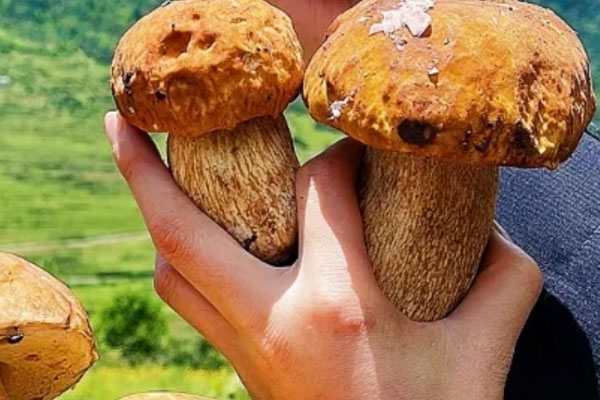 牛肝菌為何叫牛肝 牛肝菌為何叫牛肝