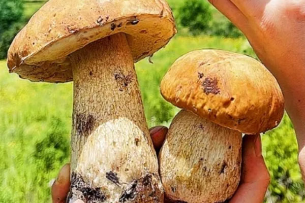 楚雄出產(chǎn)的牛肝菌為什么多 楚雄出產(chǎn)的牛肝菌為什么多