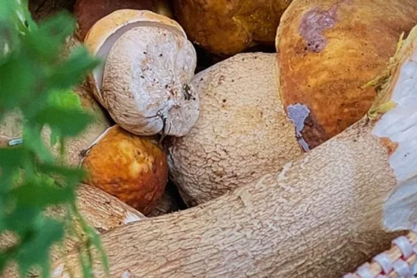 用鐵鍋煮牛肝菌湯好嗎 用鐵鍋煮牛肝菌湯好嗎