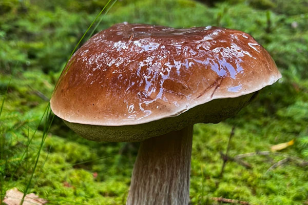 牛肝菌為什么致幻，牛肝菌為什么有點(diǎn)苦