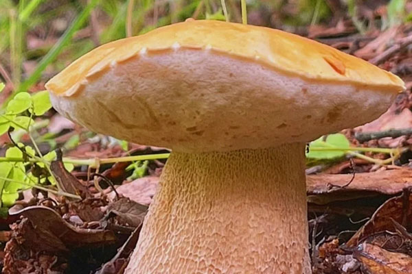 牛肝菌為什么發(fā)苦 牛肝菌為什么發(fā)苦