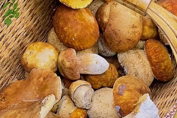 野生牛肝菌哪里出產(chǎn)最多 野生牛肝菌哪里出產(chǎn)最多