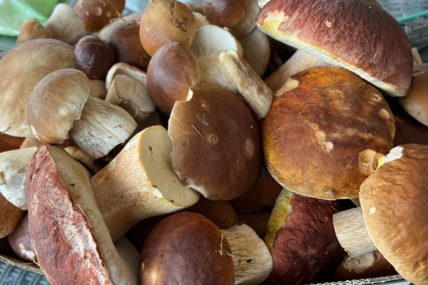 牛肝菌炒焦了會中毒嗎，牛肝菌的種類為什么那么多