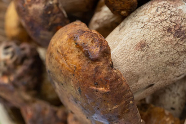 懷孕期間能吃黃牛肝菌嗎，牛肝菌煮湯冷水下鍋嗎