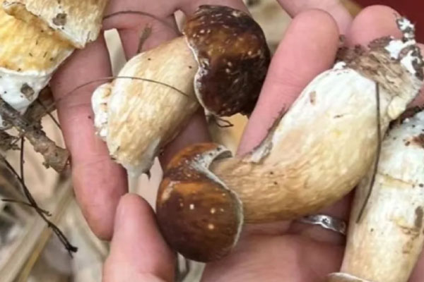 牛肝菌可以增強免疫力嗎，牛肝菌湯用熱水煮還是冷水煮