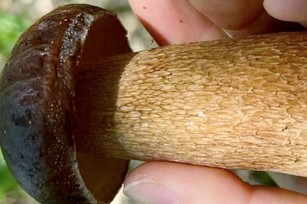 肺癌能吃牛肝菌嗎，吃牛肝菌會性早熟嗎