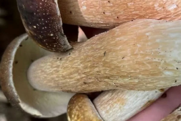 吃牛肝菌會(huì)不會(huì)性早熟 吃牛肝菌會(huì)不會(huì)性早熟