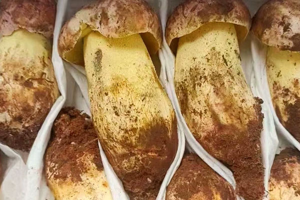 蒸牛肝菌用冷水還是開水，牛肝菌泡水后是黃色嗎