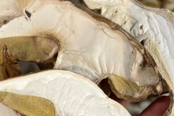 牛肝菌泡水后的顏色是黃色嗎 牛肝菌泡水后的顏色是黃色嗎