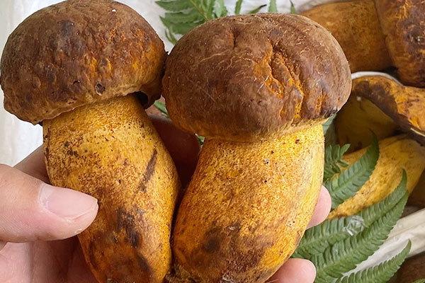 牛肝菌為什么煮不爛，吃牛肝菌會惡心嘔吐嗎