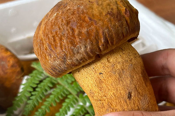 吃牛肝菌會(huì)不會(huì)惡心嘔吐 吃牛肝菌會(huì)不會(huì)惡心嘔吐