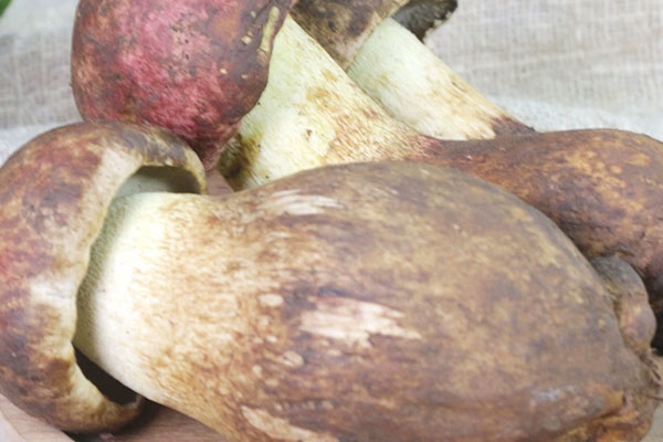 吃牛肝菌會(huì)頭暈嗎 吃牛肝菌會(huì)頭暈嗎