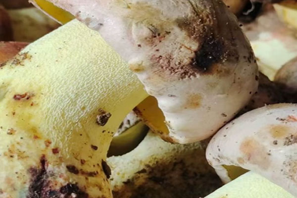 白蔥牛肝菌要蒸多久，牛肝菌難洗嗎