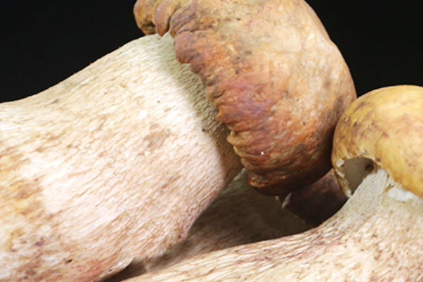 野生牛肝菌難洗嗎 野生牛肝菌難洗嗎