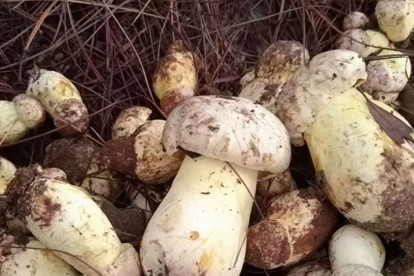 2歲孩子可以吃牛肝菌嗎，傷口結(jié)痂可以吃牛肝菌嗎