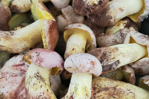 傷口結(jié)痂能吃牛肝菌嗎 傷口結(jié)痂能吃牛肝菌嗎