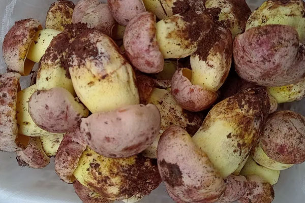 新鮮牛肝菌怎么保存時(shí)間長(zhǎng) 新鮮牛肝菌怎么保存時(shí)間長(zhǎng)