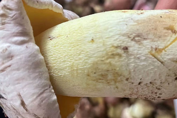 吃牛肝菌會(huì)不會(huì)身體發(fā)癢 吃牛肝菌會(huì)不會(huì)身體發(fā)癢