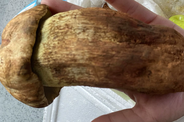 子宮肌瘤能吃牛肝菌嗎 子宮肌瘤能吃牛肝菌嗎