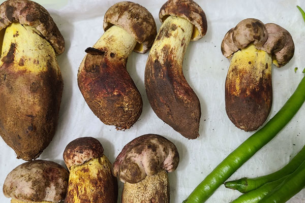 闌尾炎可以吃牛肝菌嗎 闌尾炎可以吃牛肝菌嗎