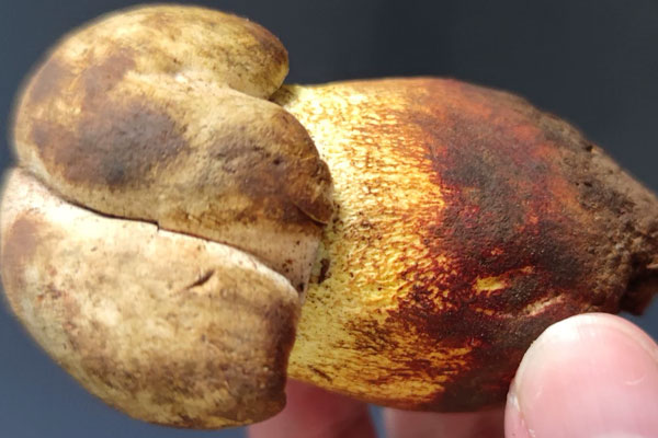 牛肝菌是不是平性食物 牛肝菌是不是平性食物