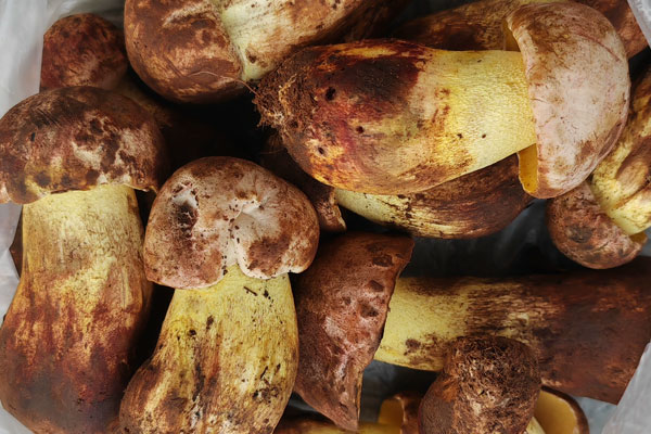 腦動脈瘤手術(shù)后可以吃牛肝菌嗎 腦動脈瘤手術(shù)后可以吃牛肝菌嗎